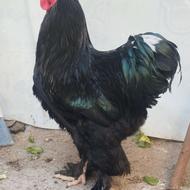 خروس امپراطور مشکی(بلک)