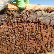 خریدار زنبور کارانیکا 3یا 4قابی بدونه کندو هستم