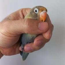 طوطی برزیلی دست اموز رام