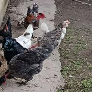 مرغ و خروس گلین