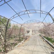 بریدن کامل و هرس درخت .چوب بری