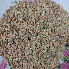 عدس خوب و درشت