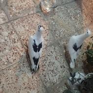 کبوتر نر ماده آلمانی