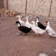 6عدد اردک امسالی