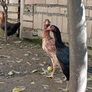 مرغ لاری اصیل