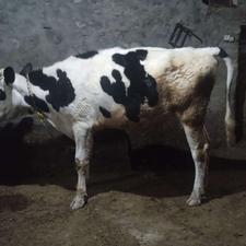 گاو هلشتاین صنعتی