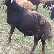 فروش قوچ چال با پرش سر عالی