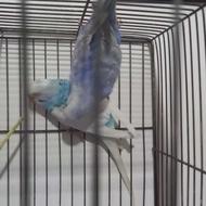 مرغ عشق مولد تخم گزار