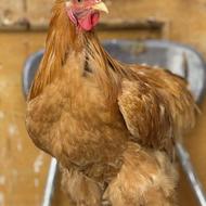 خروس برهما بسیار درشت (امپراطور)