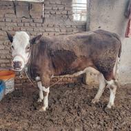 گاو قربانی شکم اول شیرهم داره حدودا روزی 13 کیلو درمیاد