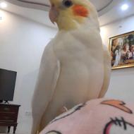 عروس هلندی ماده بالغ