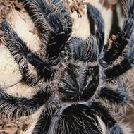 ترانتولا کرلی هیر خزنده