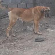 واگذاری پژدر اصل