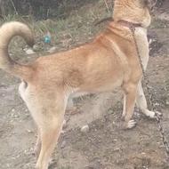 واگذاری پژدر اصل