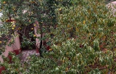 همخونه نیاز دارم