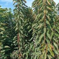 نهال گیلاس گلابی زردآلو آلبالو فرهنگی گردو خوشه ای