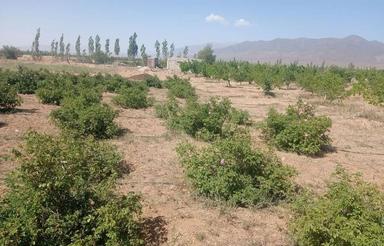 فروش باغ کشاورزی روستای ابر