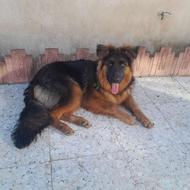 واگذاری سگ ژرمن