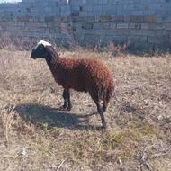 بره نرقزل افشاراصل