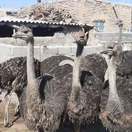 شترمرغ پرواری