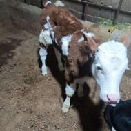 فروش گوساله شیری