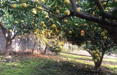 زمین 120متری