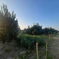 فروش زمین باغی 2500 متر در مرکز شهر 