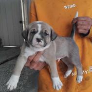 واگذاری توله پیتبول بشرط 32روزه