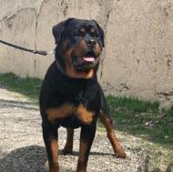 روتوایلر اصل آمریکایی با قدرت، وفا داری واگزاری