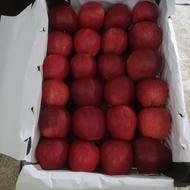 کارگر برای سردخانه سیب