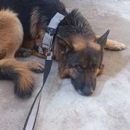 واگذاری سگ ژرمن سپرد اصل