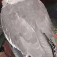 جوجه عروس هلندی خوشگل