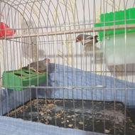 پرنده فنچ با قفس