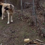 سگ گله عالی واگذاری