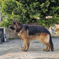 سگ ژرمن شولاین واگذاری