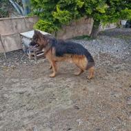 سگ ژرمن شولاین واگذاری