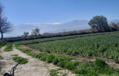 800مترزمین برجاده کمربندی سرخنکلاته