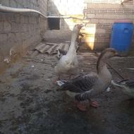 دورگ غوغاز دوتا نر دوتا ماده