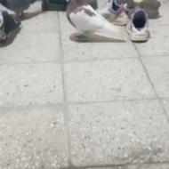 کفتر طوقی سرخ نر