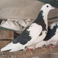 یه جفت کبوتر