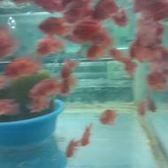 انواع ماهی زینتی