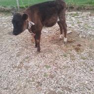 گوساله ماده 3ماه