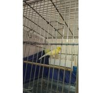 قناری نربلندوکشیده سالم وسره حال شروع کرده به خوندن