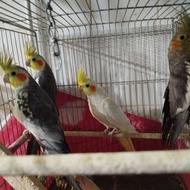 فروش عروس هلندی