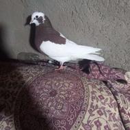 کبوتر فروشی