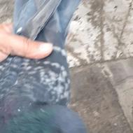 کبوتر گرفتنی نر و ماده زاغ سبز