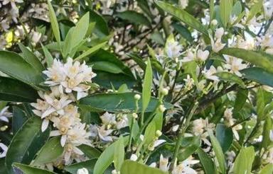 فروش زمین باغی 920 متر در اخته چی