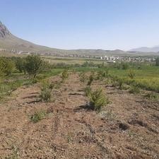 باغ بادام دست کاشت سه ساله.با سند محضری و سهمیه اب.