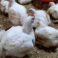 فروش مرغ گوشتی ارگانیگ
