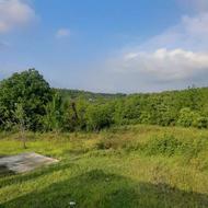 فروش زمین کشاورزی 1053 متر در چپی